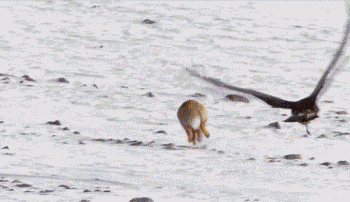 現存最大的蜥蜴，“被神話”的科莫多巨蜥，其真正實力究竟咋樣？