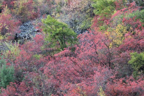 看川西彩林 這一條環線就夠了 畢棚溝-米亞羅-奶子溝-卡龍溝-牟尼溝
