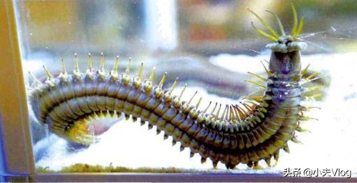 世界上最長的多毛類動物&mdash;&mdash;博位元蟲，進來看看味道如何