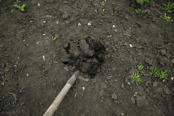 果農自制有機肥,先別急著發酵!這麼多型別,快看看哪種最適合 果農自制有機肥,先別急著發酵!這麼多型別,快看看哪種最適合