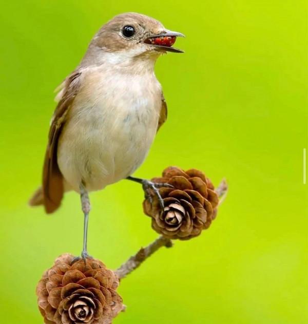 這樣的鳥圖，誰不想擁有？