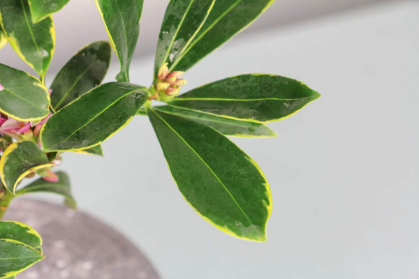 上百塊一盆的年宵花，花市賣的熱熱鬧鬧，但買回家真的好養嗎