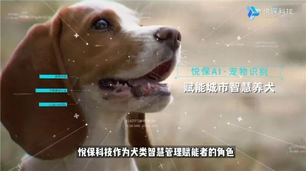 寵物黑科技,AI識別讓城市寵物管理更智慧 寵物黑科技,AI識別讓城市寵物管理更智慧