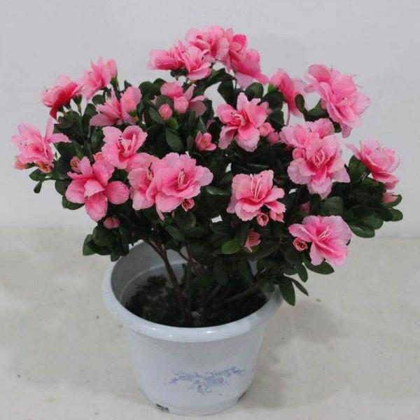 5種花&OpenCurlyDoubleQuote;壽命短&rdquo;，今年買明年扔，後年又想買，因為它們太美了