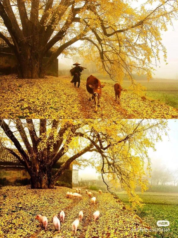 被經典影片帶火的廣西7個拍攝地，你都去過嗎？|廣西旅遊年卡