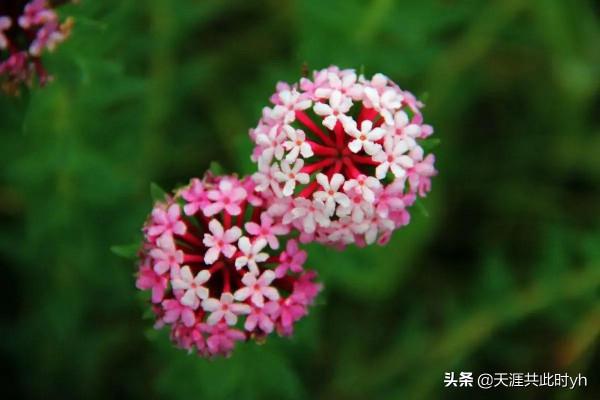 賈老成為何從座上賓淪為階下囚? 賈老成為何從座上賓淪為階下囚?