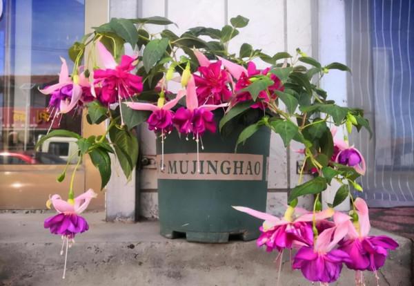 6種“漂亮花”,天生不怕“冷”,現在養錯不了 6種“漂亮花”,天生不怕“冷”,現在養錯不了