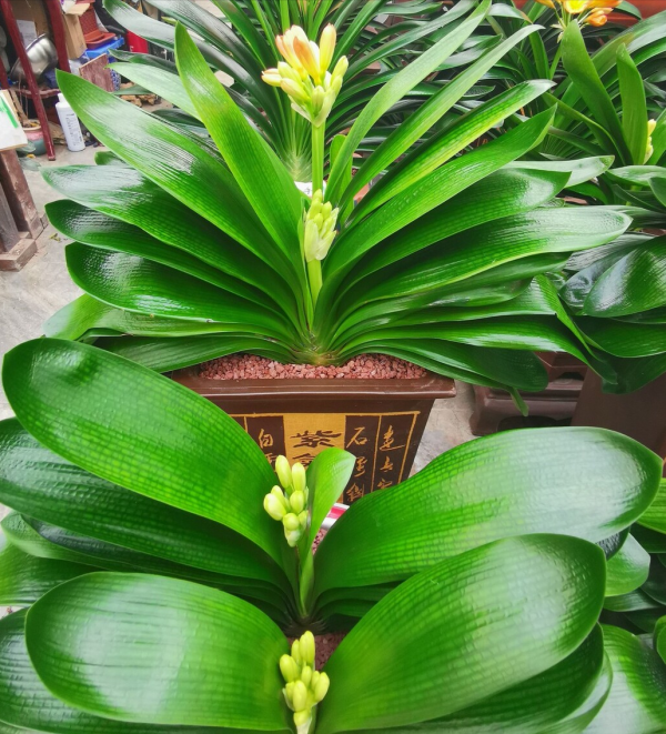 冬季養花“七忌”，簡單實用，安全過冬