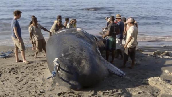 西太平洋的拉馬發獵人：專門捕殺20噸的鯊魚，一條夠全村吃5個月