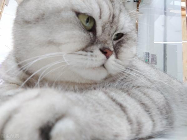 貓咪會認識自己的媽媽?兄弟嗎? 貓咪會認識自己的媽媽?兄弟嗎?