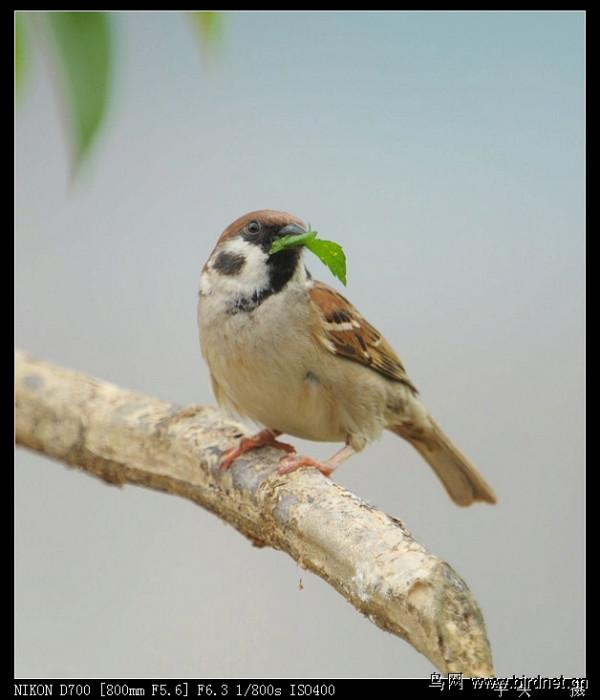 觀賞《小麻雀》