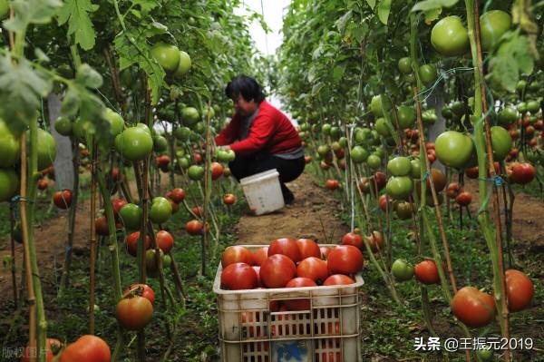 市場上蒜黃7元一斤,成本高,風險大,冷庫土豆漲錢有希望嘍 市場上蒜黃7元一斤,成本高,風險大,冷庫土豆漲錢有希望嘍