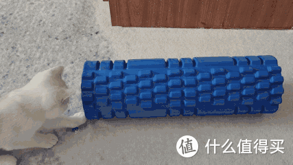 養三隻貓是一種怎樣的體驗？過來人的養貓（勸退）指南