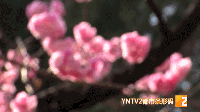 曾在野外滅絕百年,如今在雲南深山怒放!這些美麗又瀕危的花,你認識幾種? 曾在野外滅絕百年,如今在雲南深山怒放!這些美麗又瀕危的花,你認識幾種?