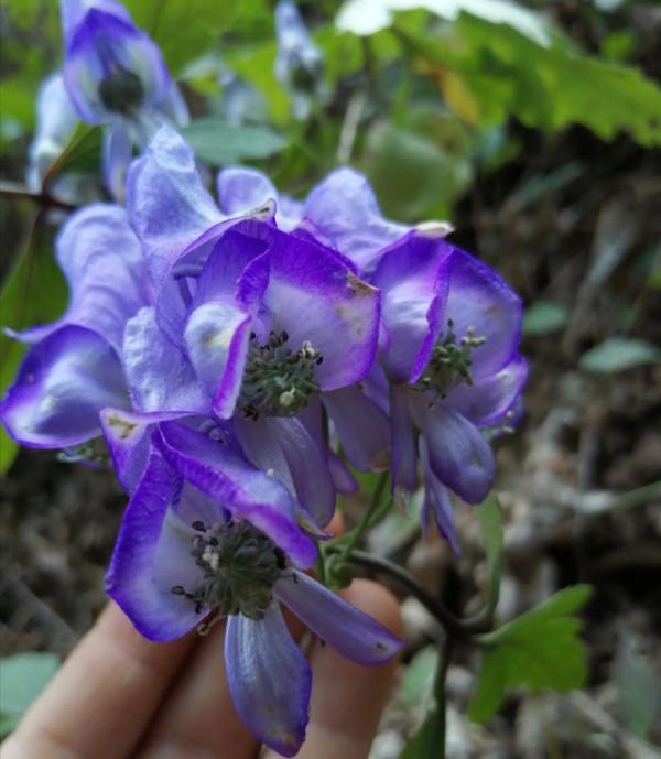 “美麗有毒”的植物,快來認識11種“毒花毒果”,不吃虧不上當 “美麗有毒”的植物,快來認識11種“毒花毒果”,不吃虧不上當