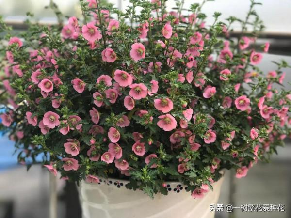 秋天買什麼花？這20種花建議選幾個，好看又好養，秋天買沒錯