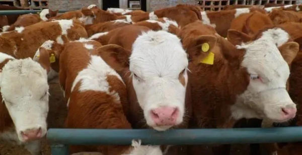 立春後牛場進新犢牛該怎樣拉骨架呢？