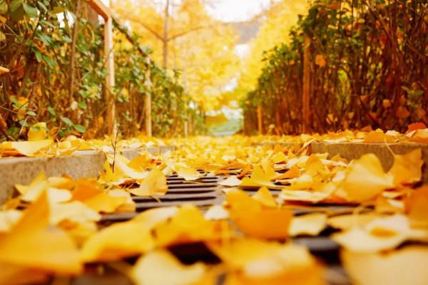 美成一個童話，只想在科學城的秋中多呆一會！