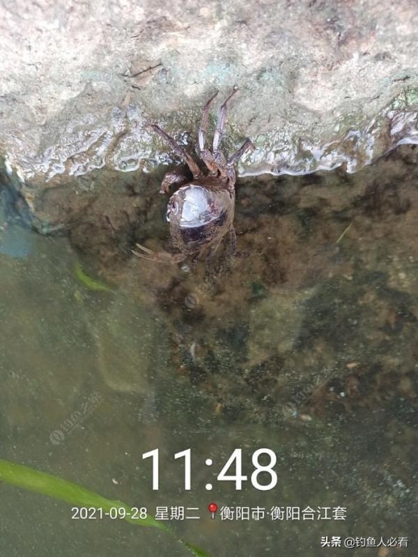 湘江垂釣鰱鱅與小結 湘江垂釣鰱鱅與小結