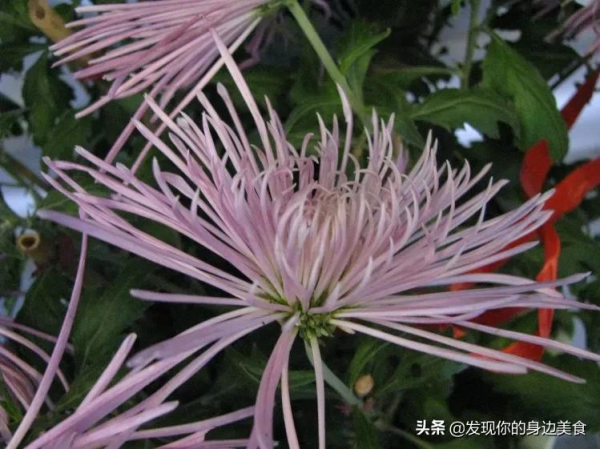 傲霜菊花奪人眼
