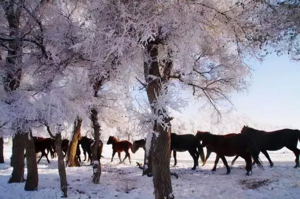 新疆霧凇,這才是完美冬天的開啟方式,真正的冰雪王國... 新疆霧凇,這才是完美冬天的開啟方式,真正的冰雪王國...