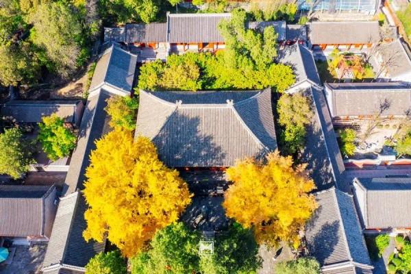 紅螺寺秋日的邀約——千年銀杏進入最佳觀賞期 紅螺寺秋日的邀約——千年銀杏進入最佳觀賞期