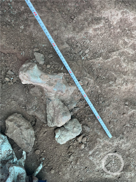 重慶合川發現恐龍化石 初步判斷為馬門溪龍類 重慶合川發現恐龍化石 初步判斷為馬門溪龍類