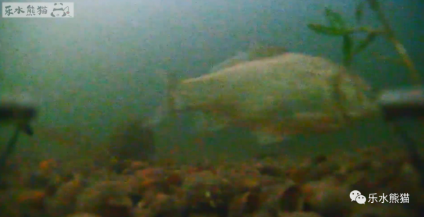 拆壞了攝像頭，終於搞明白探魚器的N個問題