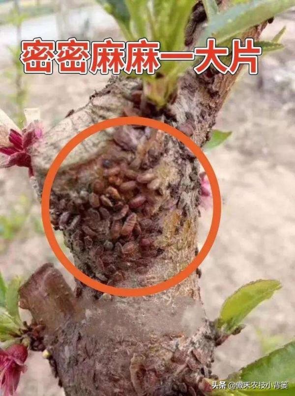小小蚧殼蟲，植物大危害！要想徹底防治蚧殼蟲，必須注意這幾點