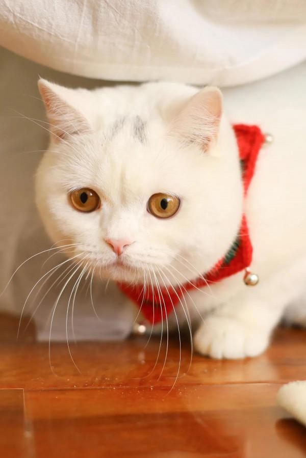 60多張有趣且可愛的貓看了讓人心情愉快