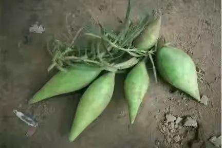 40種野果,滿滿都是兒時的味道 40種野果,滿滿都是兒時的味道