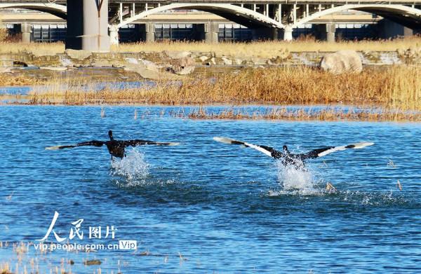 北京：野生黑天鵝飛抵永定河
