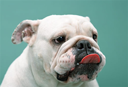 英國鬥牛犬拉稀怎麼辦？