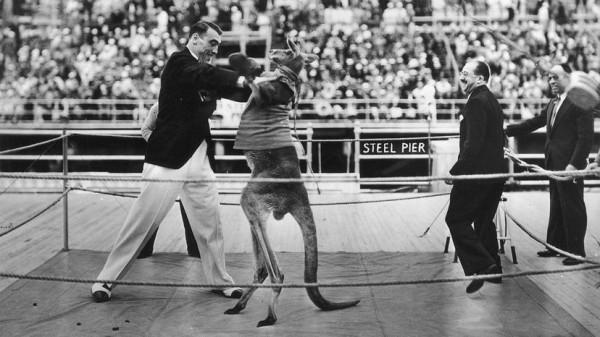 袋鼠真的會拳擊嗎？