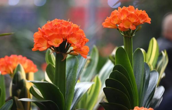 適合秋季養的10種花,代表冬天還能做年宵花,養在家裡紅火喜慶 適合秋季養的10種花,代表冬天還能做年宵花,養在家裡紅火喜慶