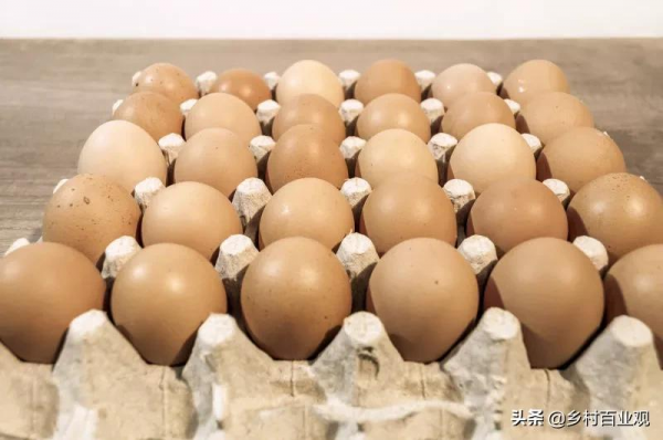 12月25日玉米、豆粕、雞蛋價格