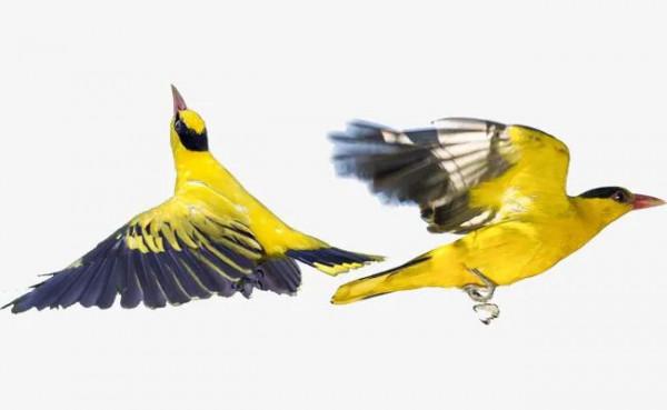 60多張雙比翼鳥圖欣賞