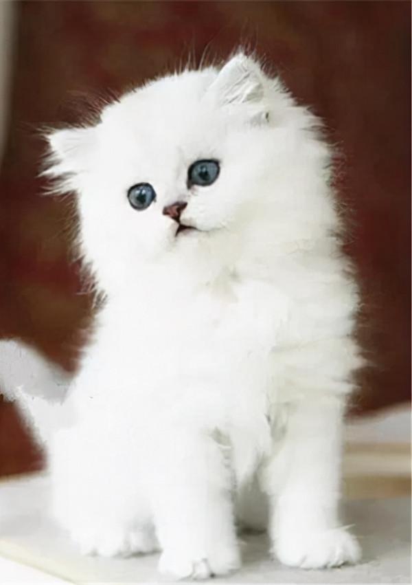 金吉拉貓的性格特點 金吉拉貓的性格特點