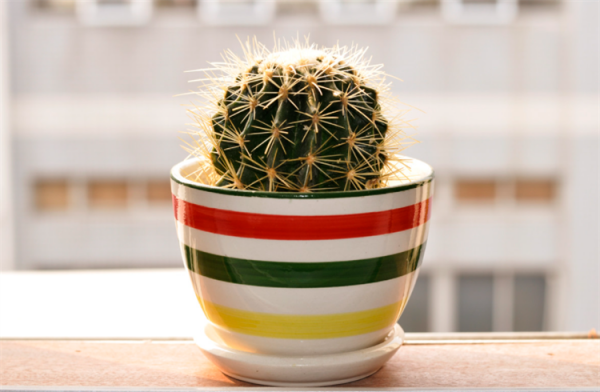 適合長期放在室內的植物,建議選擇10種花,不僅耐陰耐旱,還乾淨 適合長期放在室內的植物,建議選擇10種花,不僅耐陰耐旱,還乾淨