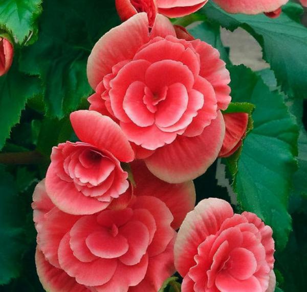 家中養什麼花?別錯過“這5種”,四季賞花,四季常青,淨化空氣 家中養什麼花?別錯過“這5種”,四季賞花,四季常青,淨化空氣