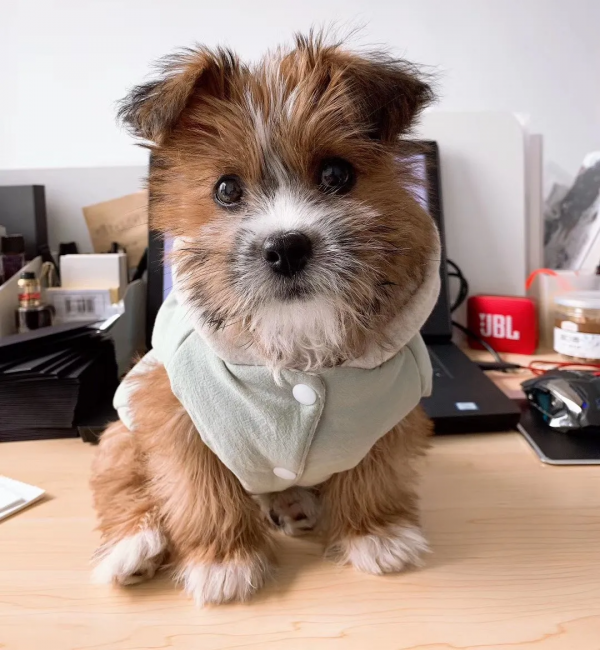 在樹林裡撿到一隻潦草小串串,幾個月後,長成了盛世美顏 在樹林裡撿到一隻潦草小串串,幾個月後,長成了盛世美顏