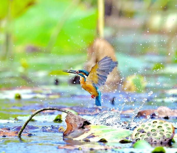 22張 翠鳥合集又來嘍 22張 翠鳥合集又來嘍