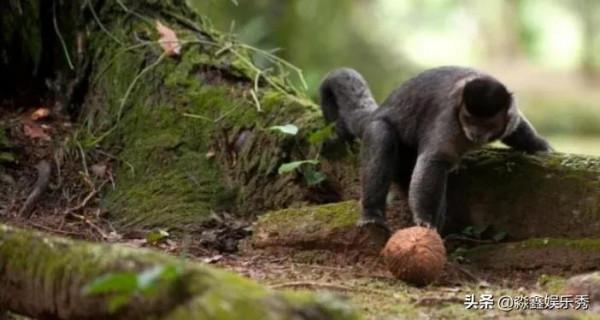 捲尾猴學會使用石器，已進入石器時代，這樣進化後會威脅到人類嗎