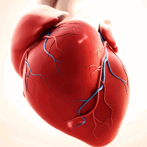 2藥強心、利尿、消腫，抑制心臟擴大，提高射血分數，恢復心功能