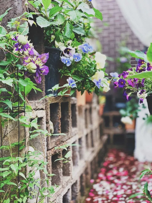 她改造的54㎡露臺花園，一個可在花叢中漫步的秘境，美不勝收