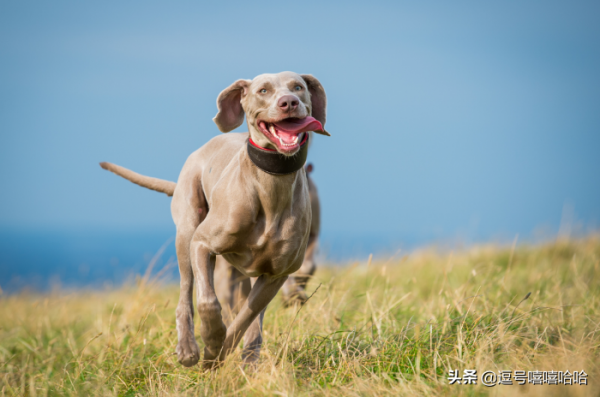 狗狗的這些行為是在告訴你一些資訊 你注意到了嗎？