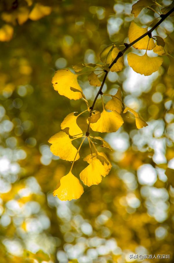從廣東南雄出發,去看有1680多年的最美銀杏林,這裡全攻略如何玩 從廣東南雄出發,去看有1680多年的最美銀杏林,這裡全攻略如何玩