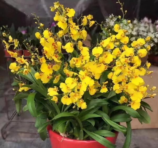 最值得養的5種漂亮花卉,花開時清香四溢,好看又好養 最值得養的5種漂亮花卉,花開時清香四溢,好看又好養