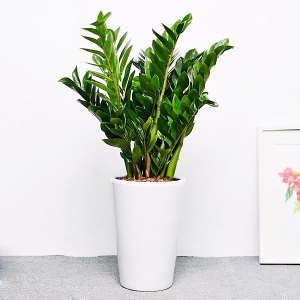 馬上就要過年了,還在為買什麼年宵花發愁嗎?推薦36種供你參考 馬上就要過年了,還在為買什麼年宵花發愁嗎?推薦36種供你參考