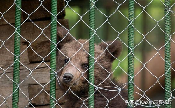 他撿了一隻小熊，以危險為名被帶走，辦護照蓋房子，就要給熊當爹